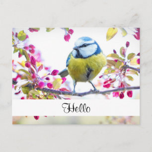 Söt Blue & Gult Bird på Gren Hej Vykort