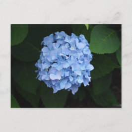 Söt Blue Hydrangea Blommigt Photo Vykort