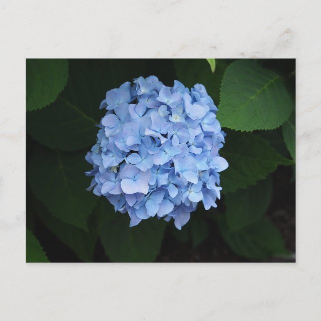 Söt Blue Hydrangea Blommigt Photo Vykort (Framsida)