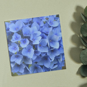 Söt Blue Hydrangea Bloom Blommigt Kakelplatta