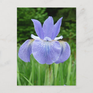 Söt Blue Indigo Siberian Iris Flower Bloom Vykort