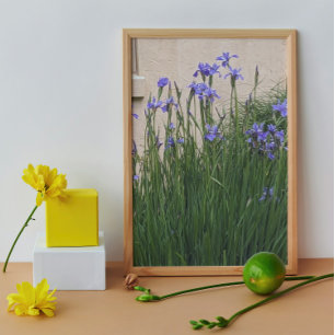 Söt Blue Irises Blommigt Fototryck