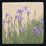 Söt Blue Irises Blommigt Stenunderlägg<br><div class="desc">Skydda bord överst från vatten-märken och fläckar med den här dekorativa,  stendryga kostymen med kork-stöd som har en fotobild av vackra,  blå iriser som växer mot en slapp i färgaden. En underbar,  blommigt design! Markera din underlägg sten stil.</div>