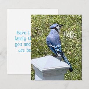Söt Blue Jay Bird Anpassningsbar Greeting Card