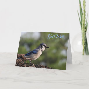 Söt Blue Jay Bird kommer bra Kort
