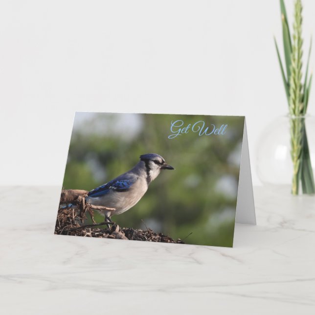 Söt Blue Jay Bird kommer bra Kort (Framsida)