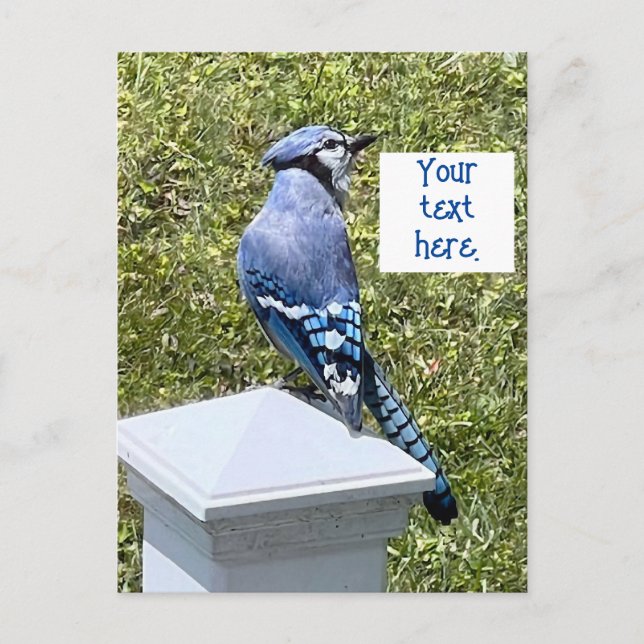 Söt blue jay på vykort efter anpassningsbar (Framsida)
