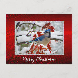 Söt Blue Jay Snö Photo jul-vykort Vykort