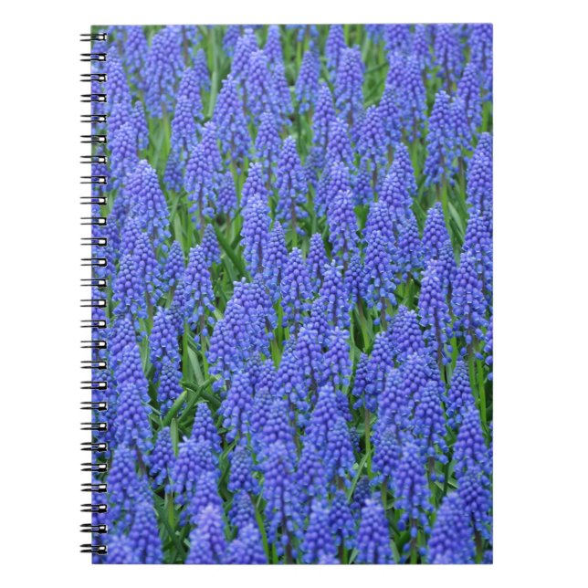 Söt blue muscari-blommor anteckningsbok med spiral (Framsidan)