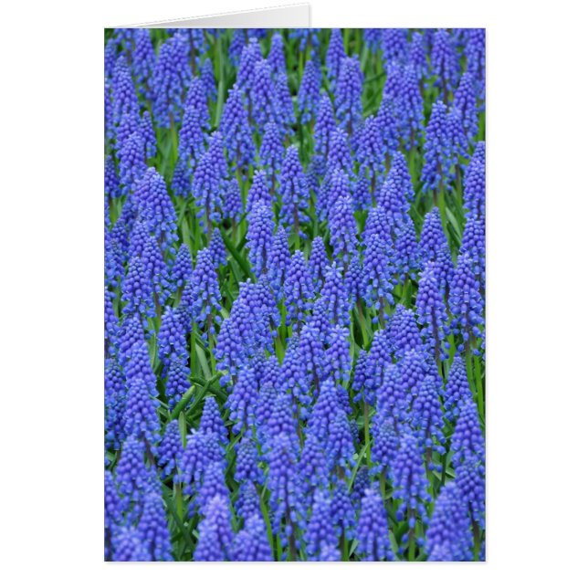 Söt blue muscari-blommor hälsningskort (Framsidan)