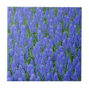 Söt blue muscari-blommor kakelplatta