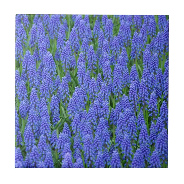 Söt blue muscari-blommor kakelplatta (Framsidan)