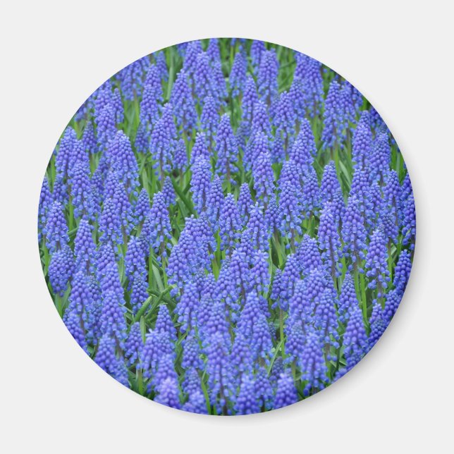 Söt blue muscari-blommor magnet (Framsidan)