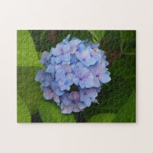 Söt Blue och Rosa Hydrangea Blommigt Photo