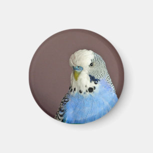 Söt Blue Parakeet Photo Magnet