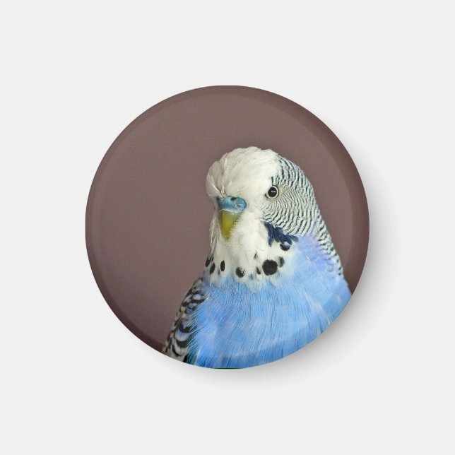 Söt Blue Parakeet Photo Magnet (Framsidan)