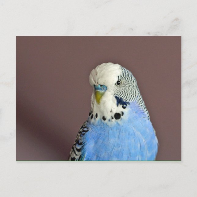 Söt Blue Parakeet Photo Vykort (Framsida)