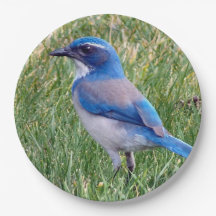 Söt Blue SCrub Jay Bird Photo