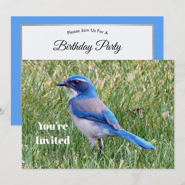 Söt Blue SCrub Jay Bird Photo Birthday Inbjudningar (Fram/baksida)