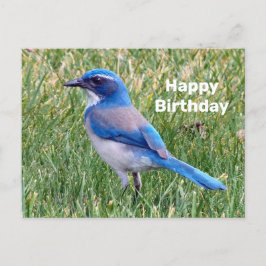 Söt Blue SCrub Jay Bird Photo Birthday Vykort