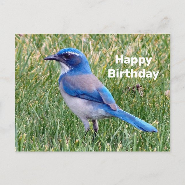 Söt Blue SCrub Jay Bird Photo Birthday Vykort (Framsida)