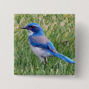 Söt Blue SCrub Jay Bird Photo Knapp