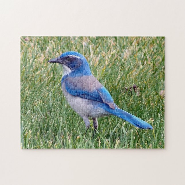 Söt Blue SCrub Jay Bird Photo Pussel (Horisontell)
