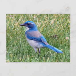Söt Blue SCrub Jay Bird Photo Vykort