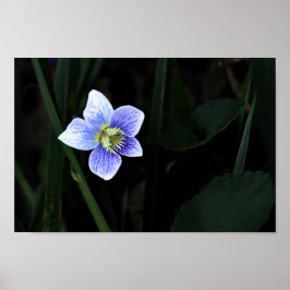 Söt Blue Violet Vild Flower i naturfoto Poster