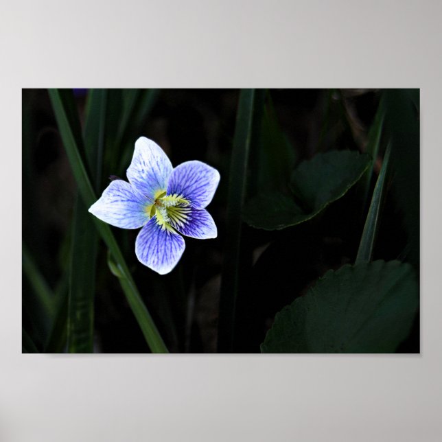 Söt Blue Violet Vild Flower i naturfoto Poster (Framsidan)