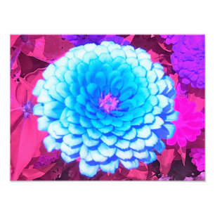 Söt Blue Zinnia i Lila Summer Garden Fototryck