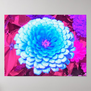 Söt Blue Zinnia i Lila Summer Garden Poster
