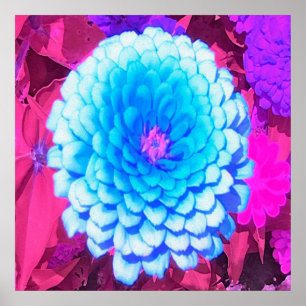 Söt Blue Zinnia i Lila Summer Garden Poster