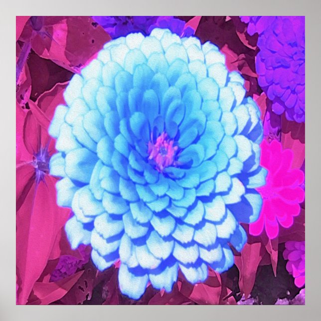 Söt Blue Zinnia i Lila Summer Garden Poster (Framsidan)