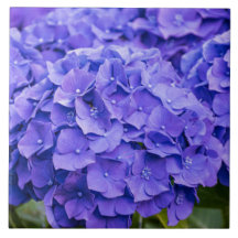 Söt Bluish Lila Summer Hydrangeas
