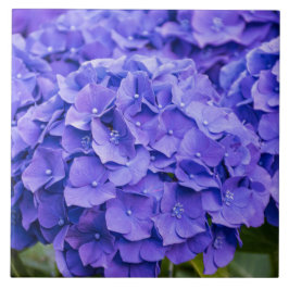 Söt Bluish Lila Summer Hydrangeas Kakelplatta