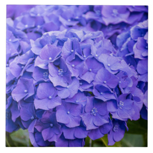 Söt Bluish Lila Summer Hydrangeas Kakelplatta