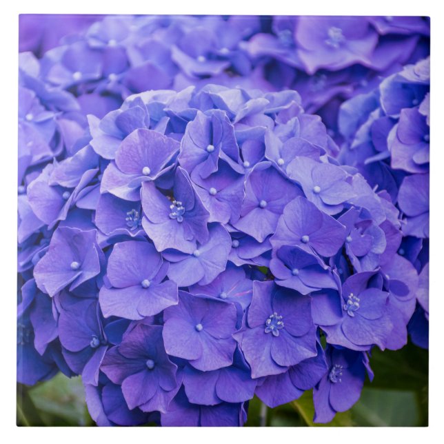 Söt Bluish Lila Summer Hydrangeas Kakelplatta (Framsidan)
