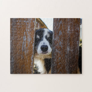 Söt Border Collie Hund Porträtt Pussel