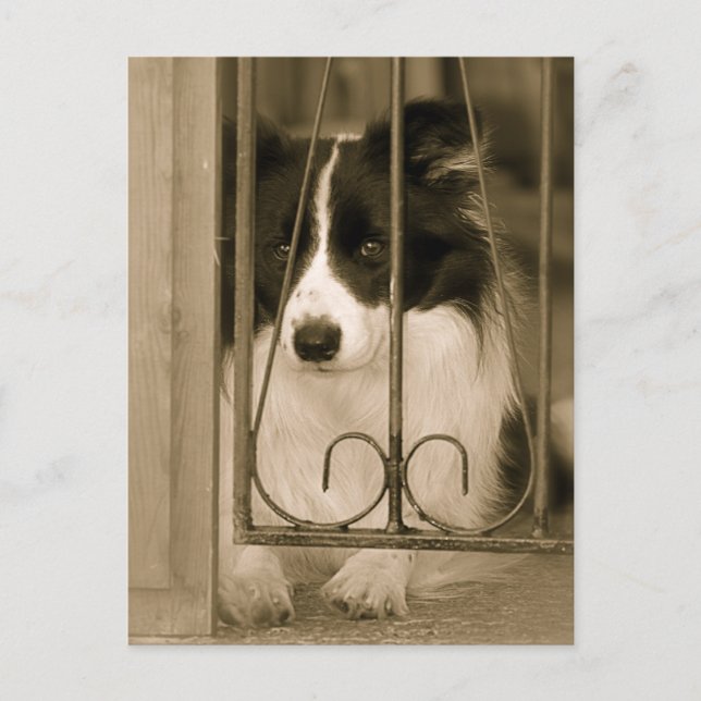 Söt Border Collie-hund Vykort (Framsida)