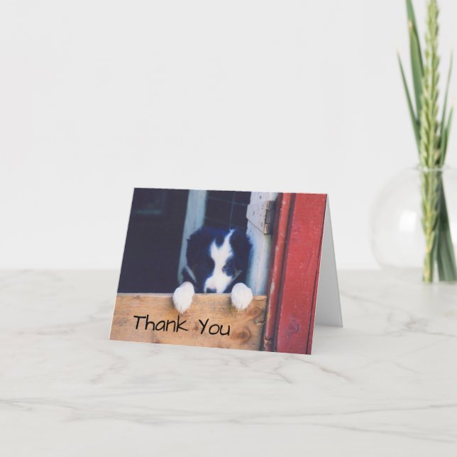 Söt Border Collie Valp  Tack Kort (Framsida)