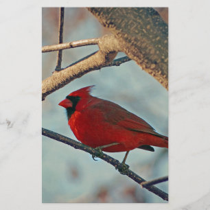 Söt Boy Male Cardinal