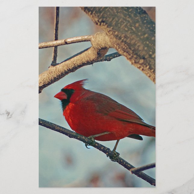 Söt Boy Male Cardinal (Framsida)