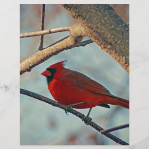 Söt Boy Male Cardinal