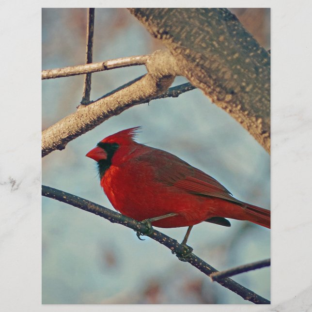 Söt Boy Male Cardinal (Framsida)