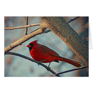Söt Boy Male Cardinal Hälsningskort