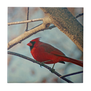 Söt Boy Male Cardinal Kakelplatta