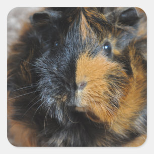 Söt, Brindle, Rosette Guinea Gris Ansikte Closeup Fyrkantigt Klistermärke