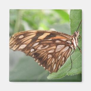 Söt Brown Butterfly Magnet