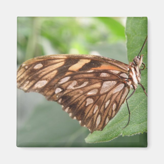 Söt Brown Butterfly Magnet (Framsidan)